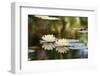 Two Lilies Floating in a Pond-PhotosByCookie-Framed Photographic Print