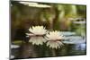 Two Lilies Floating in a Pond-PhotosByCookie-Mounted Photographic Print