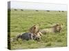 Two Lion at a Blue Wildebeest Kill, Serengeti National Park, Tanzania-James Hager-Stretched Canvas