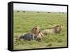 Two Lion at a Blue Wildebeest Kill, Serengeti National Park, Tanzania-James Hager-Framed Stretched Canvas