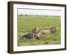 Two Lion at a Blue Wildebeest Kill, Serengeti National Park, Tanzania-James Hager-Framed Photographic Print