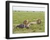 Two Lion at a Blue Wildebeest Kill, Serengeti National Park, Tanzania-James Hager-Framed Photographic Print