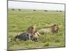 Two Lion at a Blue Wildebeest Kill, Serengeti National Park, Tanzania-James Hager-Mounted Photographic Print