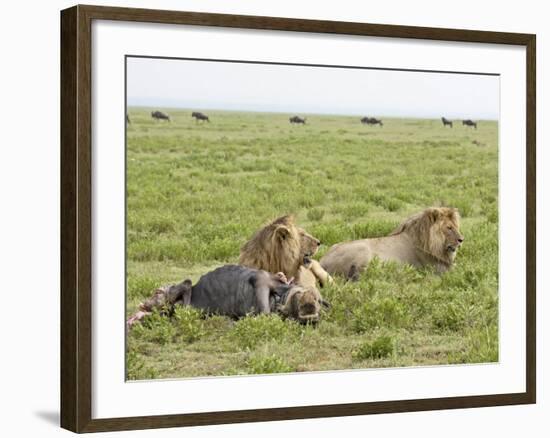 Two Lion at a Blue Wildebeest Kill, Serengeti National Park, Tanzania-James Hager-Framed Photographic Print