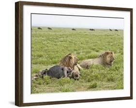 Two Lion at a Blue Wildebeest Kill, Serengeti National Park, Tanzania-James Hager-Framed Photographic Print