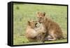 Two Lion Cubs Play, Ngorongoro, Tanzania-James Heupel-Framed Stretched Canvas