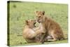 Two Lion Cubs Play, Ngorongoro, Tanzania-James Heupel-Stretched Canvas