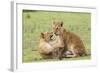Two Lion Cubs Play, Ngorongoro, Tanzania-James Heupel-Framed Photographic Print