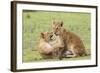 Two Lion Cubs Play, Ngorongoro, Tanzania-James Heupel-Framed Photographic Print