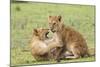 Two Lion Cubs Play, Ngorongoro, Tanzania-James Heupel-Mounted Photographic Print