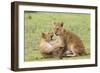 Two Lion Cubs Play, Ngorongoro, Tanzania-James Heupel-Framed Photographic Print