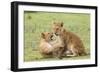 Two Lion Cubs Play, Ngorongoro, Tanzania-James Heupel-Framed Photographic Print