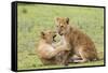 Two Lion Cubs Play, Ngorongoro, Tanzania-James Heupel-Framed Stretched Canvas