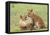 Two Lion Cubs Play, Ngorongoro, Tanzania-James Heupel-Framed Stretched Canvas