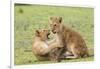 Two Lion Cubs Play, Ngorongoro, Tanzania-James Heupel-Framed Premium Photographic Print