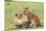 Two Lion Cubs Play, Ngorongoro, Tanzania-James Heupel-Mounted Premium Photographic Print