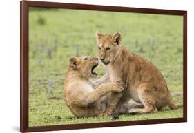 Two Lion Cubs Play, Ngorongoro, Tanzania-James Heupel-Framed Photographic Print