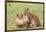 Two Lion Cubs Play, Ngorongoro, Tanzania-James Heupel-Framed Photographic Print