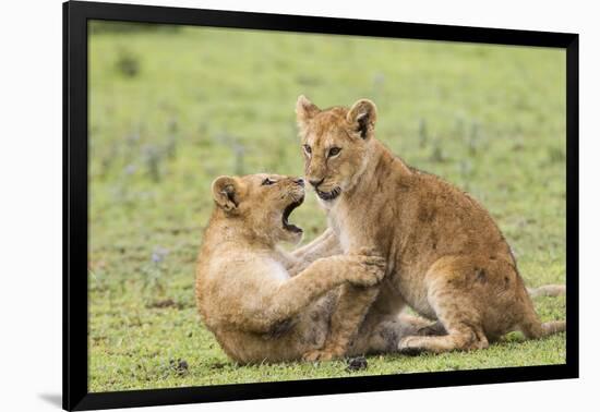 Two Lion Cubs Play, Ngorongoro, Tanzania-James Heupel-Framed Photographic Print