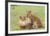 Two Lion Cubs Play, Ngorongoro, Tanzania-James Heupel-Framed Photographic Print