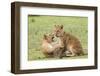 Two Lion Cubs Play, Ngorongoro, Tanzania-James Heupel-Framed Photographic Print