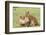 Two Lion Cubs Play, Ngorongoro, Tanzania-James Heupel-Framed Photographic Print