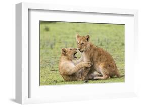 Two Lion Cubs Play, Ngorongoro, Tanzania-James Heupel-Framed Photographic Print