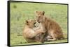 Two Lion Cubs Play, Ngorongoro, Tanzania-James Heupel-Framed Stretched Canvas