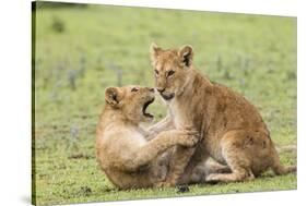 Two Lion Cubs Play, Ngorongoro, Tanzania-James Heupel-Stretched Canvas