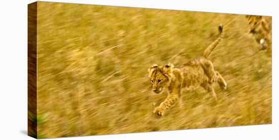 Two Lion Cubs Playing in the Veldt of the Maasai Mara, Kenya-Axel Brunst-Stretched Canvas