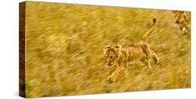 Two Lion Cubs Playing in the Veldt of the Maasai Mara, Kenya-Axel Brunst-Stretched Canvas