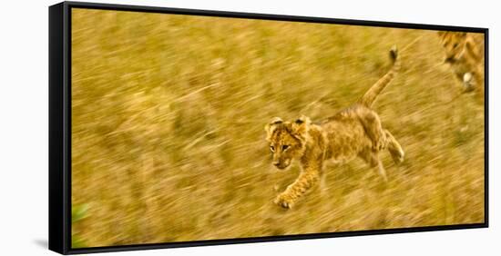 Two Lion Cubs Playing in the Veldt of the Maasai Mara, Kenya-Axel Brunst-Framed Stretched Canvas