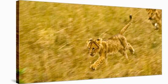 Two Lion Cubs Playing in the Veldt of the Maasai Mara, Kenya-Axel Brunst-Stretched Canvas