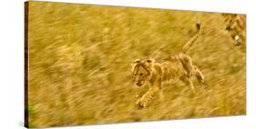 Two Lion Cubs Playing in the Veldt of the Maasai Mara, Kenya-Axel Brunst-Stretched Canvas