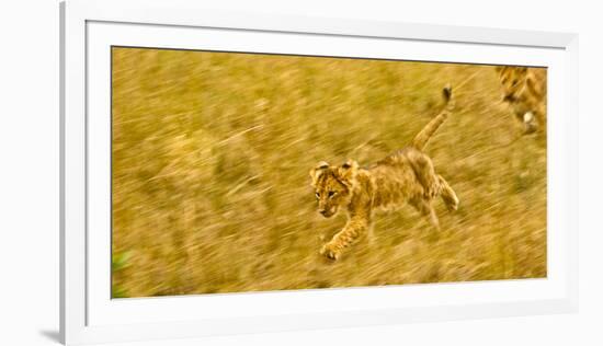 Two Lion Cubs Playing in the Veldt of the Maasai Mara, Kenya-Axel Brunst-Framed Photographic Print