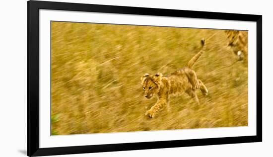 Two Lion Cubs Playing in the Veldt of the Maasai Mara, Kenya-Axel Brunst-Framed Photographic Print