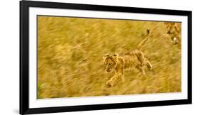 Two Lion Cubs Playing in the Veldt of the Maasai Mara, Kenya-Axel Brunst-Framed Photographic Print