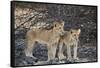 Two lion (Panthera leo) cubs, Selous Game Reserve, Tanzania, East Africa, Africa-James Hager-Framed Stretched Canvas