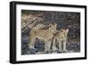 Two lion (Panthera leo) cubs, Selous Game Reserve, Tanzania, East Africa, Africa-James Hager-Framed Photographic Print