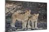 Two lion (Panthera leo) cubs, Selous Game Reserve, Tanzania, East Africa, Africa-James Hager-Mounted Photographic Print