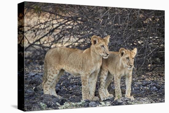 Two lion (Panthera leo) cubs, Selous Game Reserve, Tanzania, East Africa, Africa-James Hager-Stretched Canvas