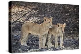 Two lion (Panthera leo) cubs, Selous Game Reserve, Tanzania, East Africa, Africa-James Hager-Stretched Canvas