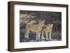 Two lion (Panthera leo) cubs, Selous Game Reserve, Tanzania, East Africa, Africa-James Hager-Framed Photographic Print