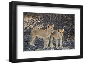 Two lion (Panthera leo) cubs, Selous Game Reserve, Tanzania, East Africa, Africa-James Hager-Framed Photographic Print