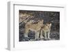 Two lion (Panthera leo) cubs, Selous Game Reserve, Tanzania, East Africa, Africa-James Hager-Framed Photographic Print