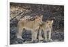 Two lion (Panthera leo) cubs, Selous Game Reserve, Tanzania, East Africa, Africa-James Hager-Framed Photographic Print