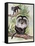 Two Lion-Tailed Macaque on a Tree (Macaca Silenus)-null-Framed Stretched Canvas