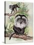 Two Lion-Tailed Macaque on a Tree (Macaca Silenus)-null-Stretched Canvas