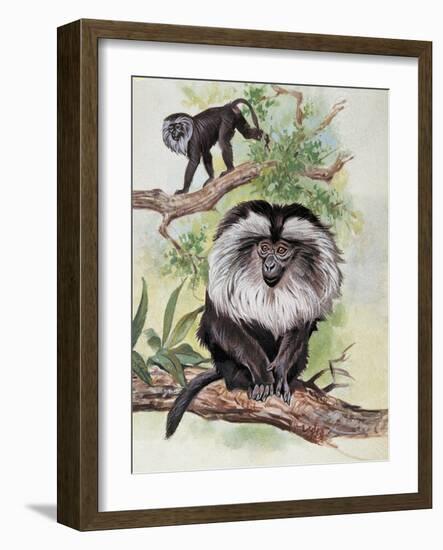 Two Lion-Tailed Macaque on a Tree (Macaca Silenus)-null-Framed Giclee Print