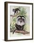 Two Lion-Tailed Macaque on a Tree (Macaca Silenus)-null-Framed Giclee Print